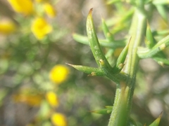 Ulex