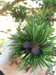 Pinus contorta murrayana