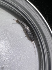 Allacrotelsa spinulata