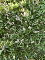 Liriope