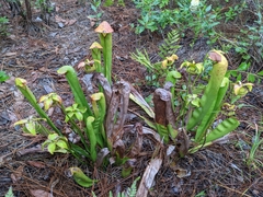 Sarracenia minor