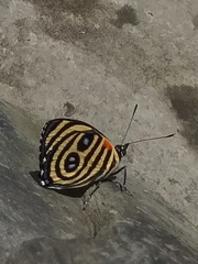 Catagramma hystaspes