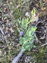 Clematis hirsutissima