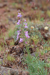 Penstemon gairdneri