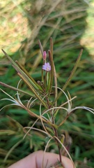Epilobium parviflorum