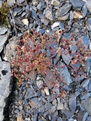 Micranthes ferruginea