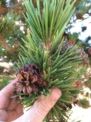 Pinus contorta murrayana