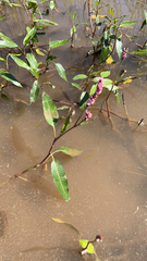 Persicaria amphibia
