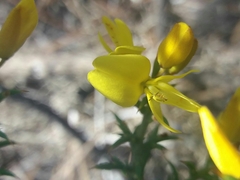 Ulex
