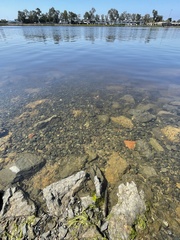 Acanthogobius flavimanus