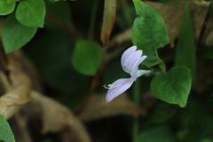 Acanthaceae