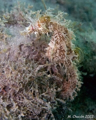 Hippocampus guttulatus