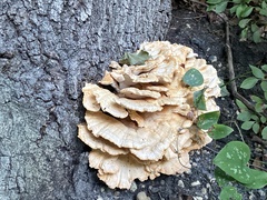 Laetiporus cincinnatus