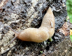 Deroceras reticulatum