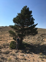 Pinus contorta murrayana