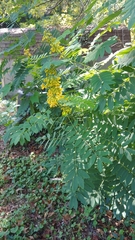 Senna hebecarpa