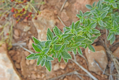 Amaranthus blitoides