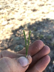 Pinus contorta murrayana