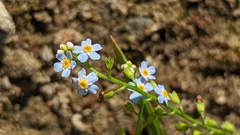 Myosotis scorpioides