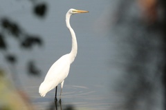 Ardea alba egretta