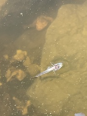 Acanthogobius flavimanus
