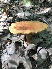 Omphalotus subilludens