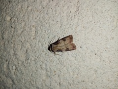 Agrotis puta