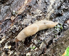 Deroceras reticulatum