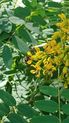 Senna hebecarpa