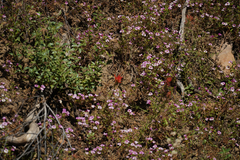 Diplacus torreyi