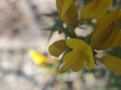 Ulex