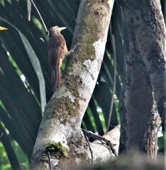 Dendrocolaptes picumnus