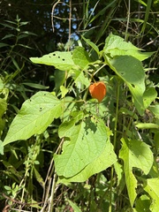 Alkekengi officinarum