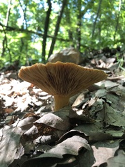 Omphalotus subilludens