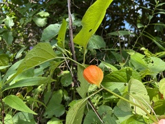 Alkekengi officinarum