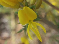 Ulex