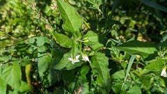 Solanum nigrum