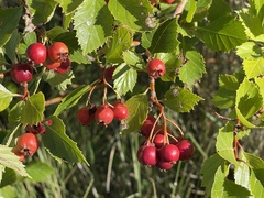 Crataegus douglasii