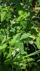 Solanum nigrum