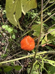 Alkekengi officinarum
