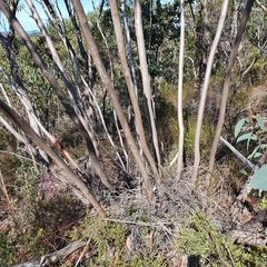 Eucalyptus luehmanniana