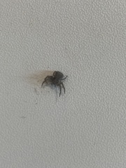 Thomisidae