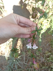 Abelia