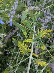 Salvia yangii
