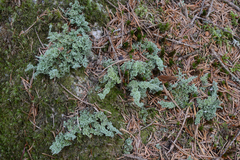 Cladonia squamosa