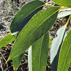 Eucalyptus luehmanniana