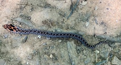 Heterodon platirhinos