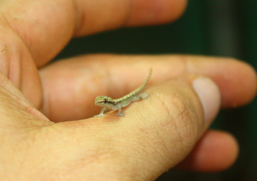Lepidodactylus lugubris
