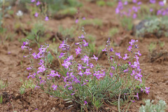Penstemon gairdneri