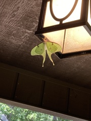 Actias luna